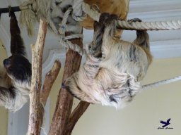 Tiergarten Schönbrunn am 20.10.2025